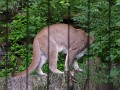 Cougar (2)